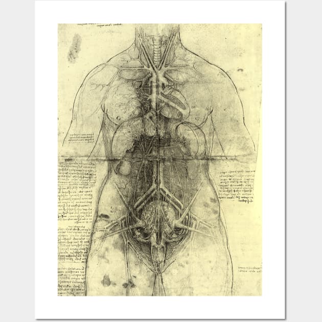 Human Anatomy Female Torso by Leonardo da Vinci Wall Art by MasterpieceCafe